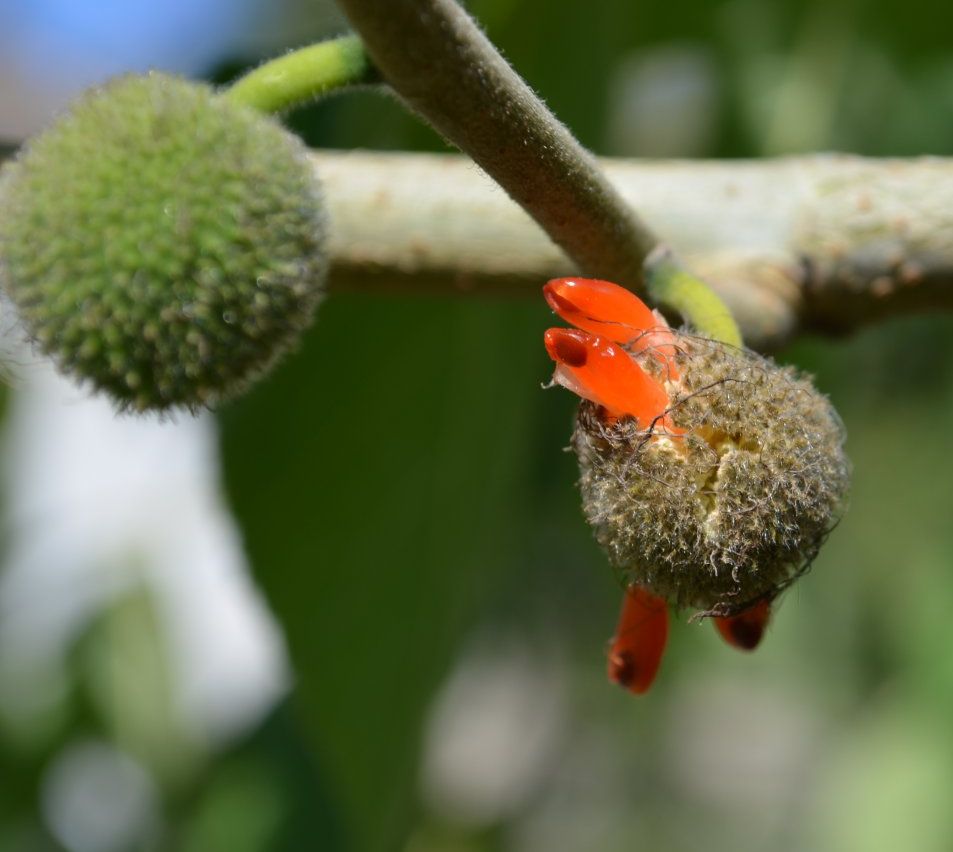 Image of Broussonetia papyrifera specimen.