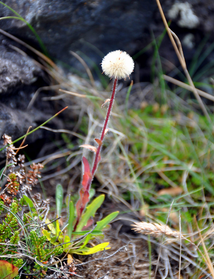 Image of Erigeron uniflorus specimen.