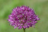 Allium komarowii
