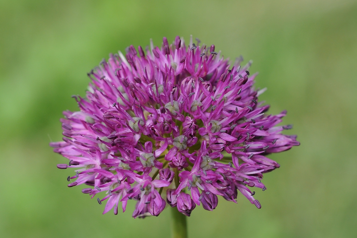 Image of Allium komarowii specimen.