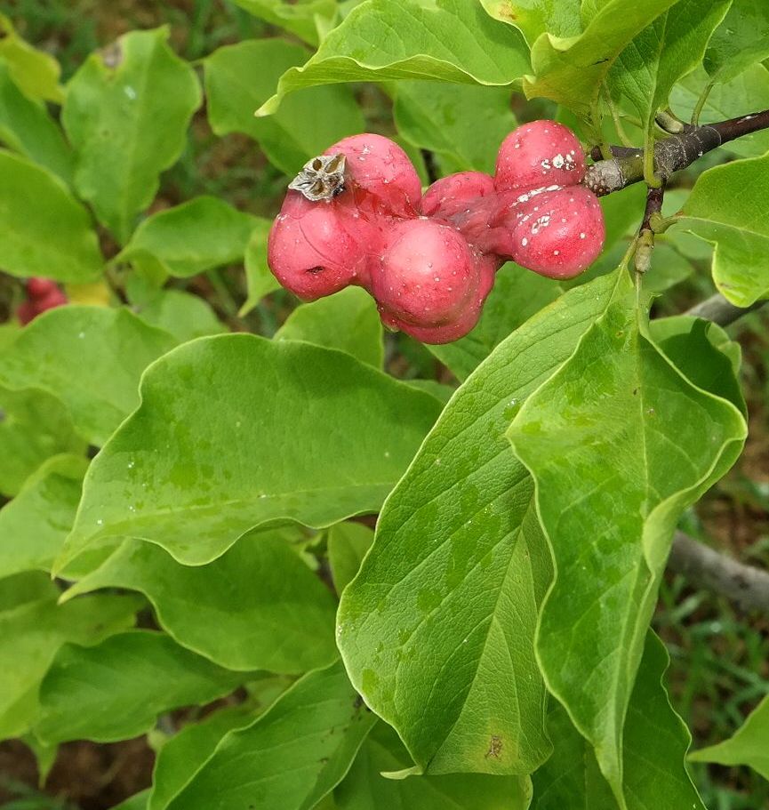 Image of Magnolia kobus specimen.