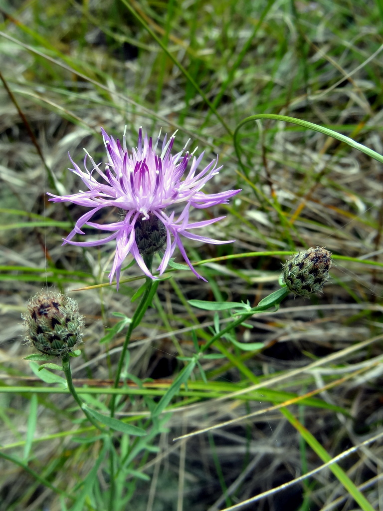 Изображение особи Centaurea stoebe.