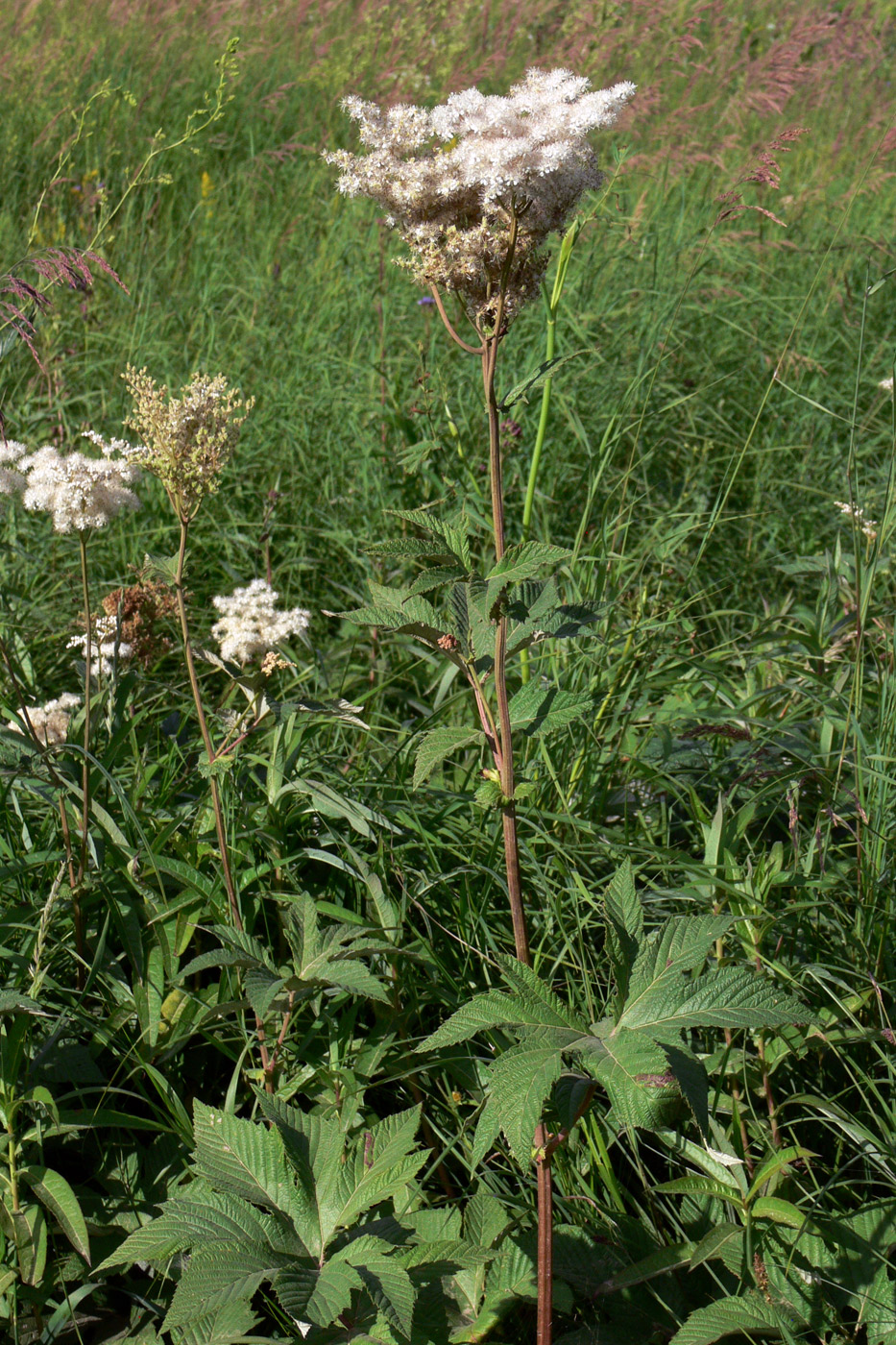 Изображение особи Filipendula palmata.