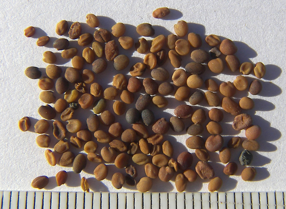 Image of Trigonella caerulea specimen.