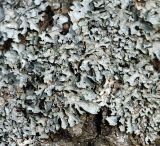 Parmelia sulcata
