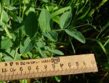 Lathyrus pisiformis. Лист. Восточный Казахстан, Кокпектинский р-н, 25 км в горы от с. Пантелеймоновка, 1000 м н.у.м., недалеко от ручья, склон сопки. 15.06.2016.