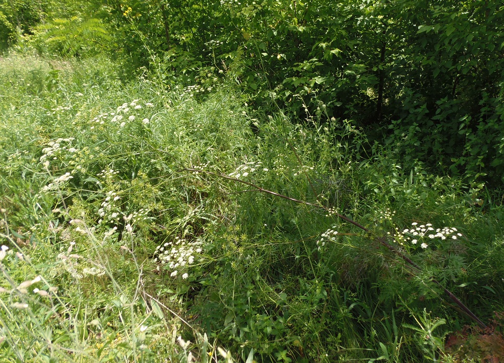 Изображение особи Chaerophyllum bulbosum.