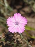 Dianthus carbonatus. Цветок. Украина, г. Запорожье, балка Березноватая, восточный склон, степной участок. 15.07.2016.