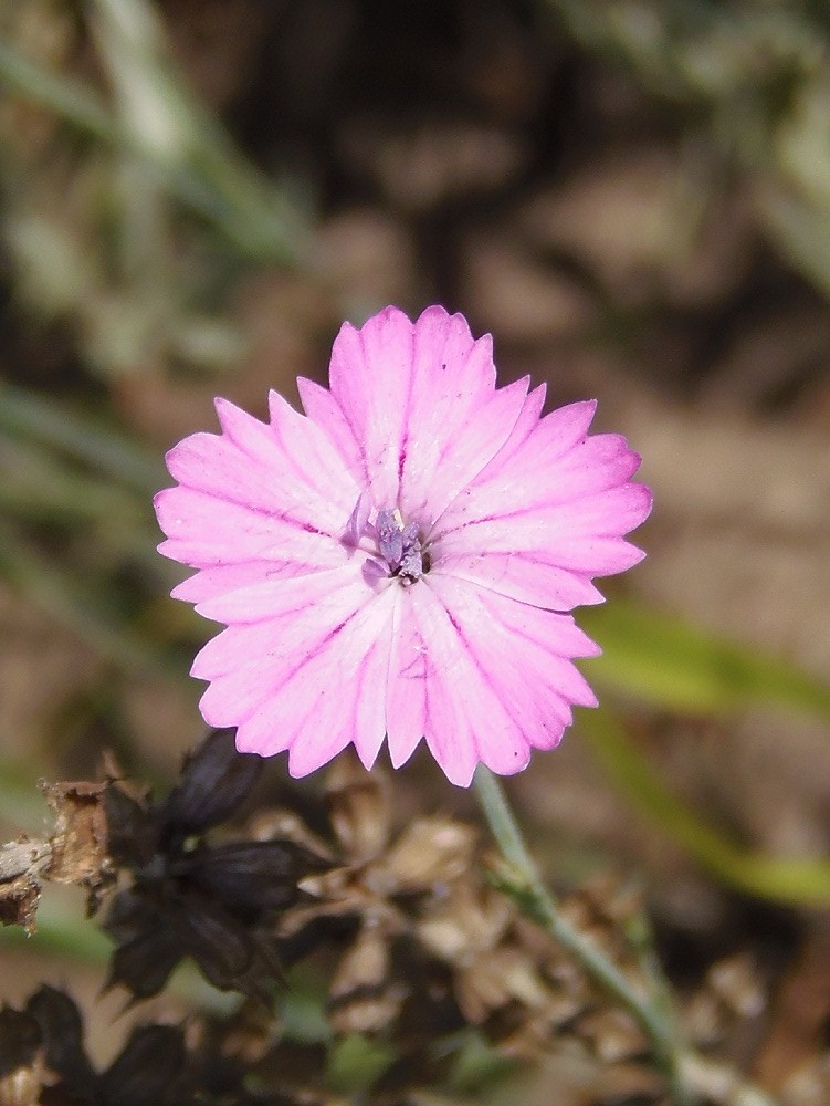 Изображение особи Dianthus carbonatus.