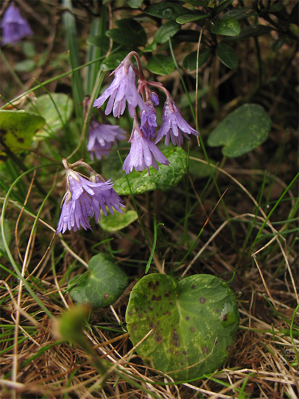 Image of genus Soldanella specimen.