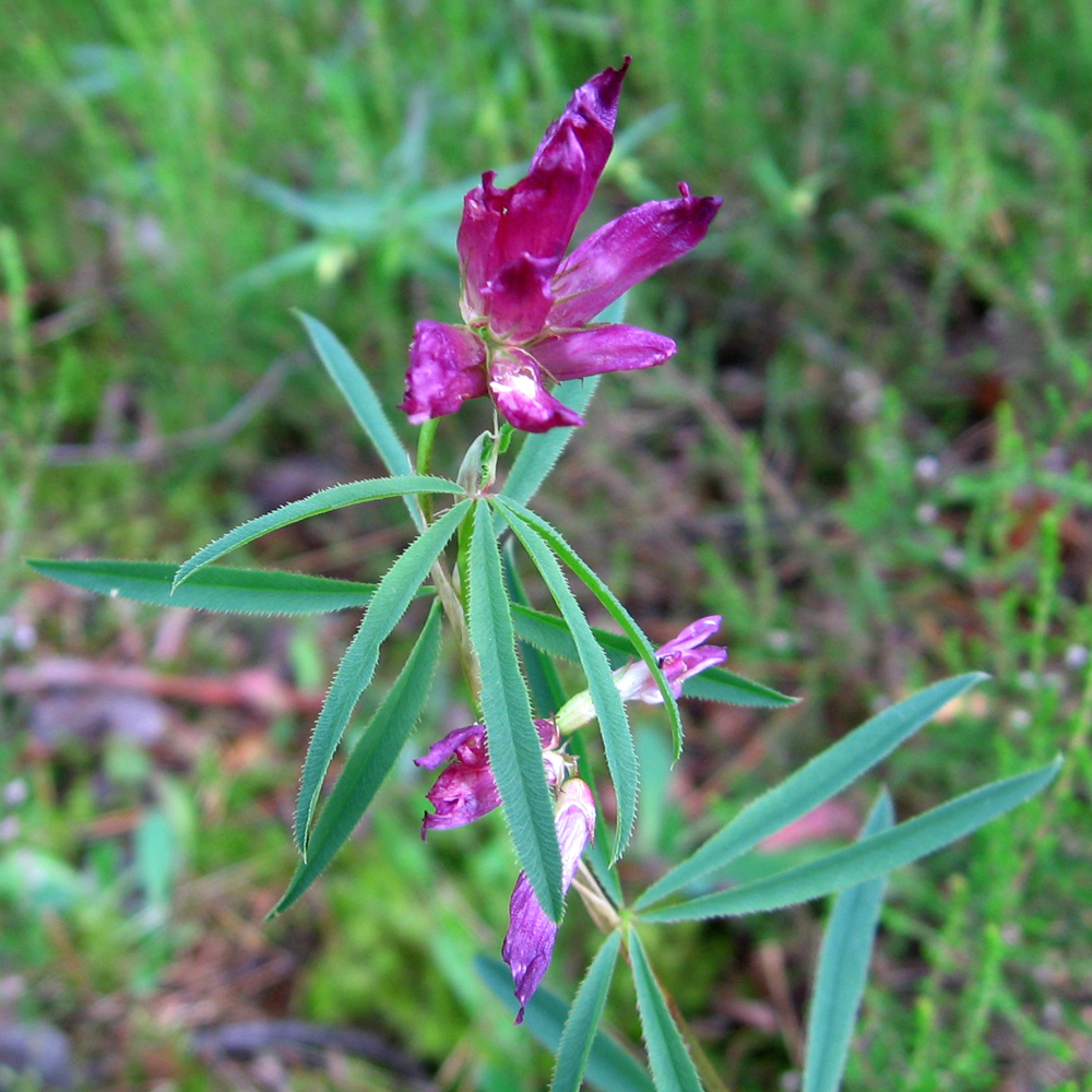Изображение особи Trifolium litwinowii.