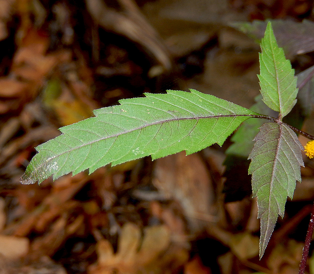 Изображение особи Bidens frondosa.