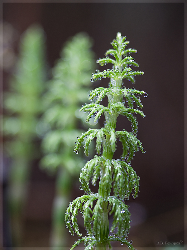 Изображение особи Equisetum sylvaticum.