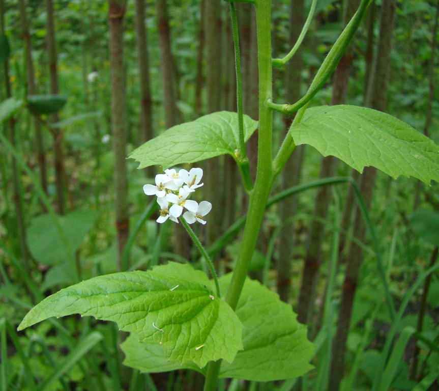 Image of Alliaria petiolata specimen.