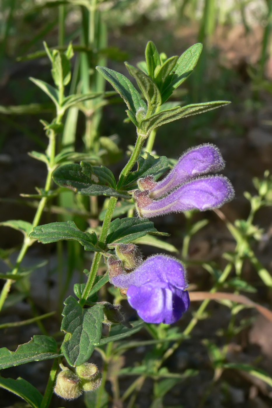 Изображение особи Scutellaria scordiifolia.