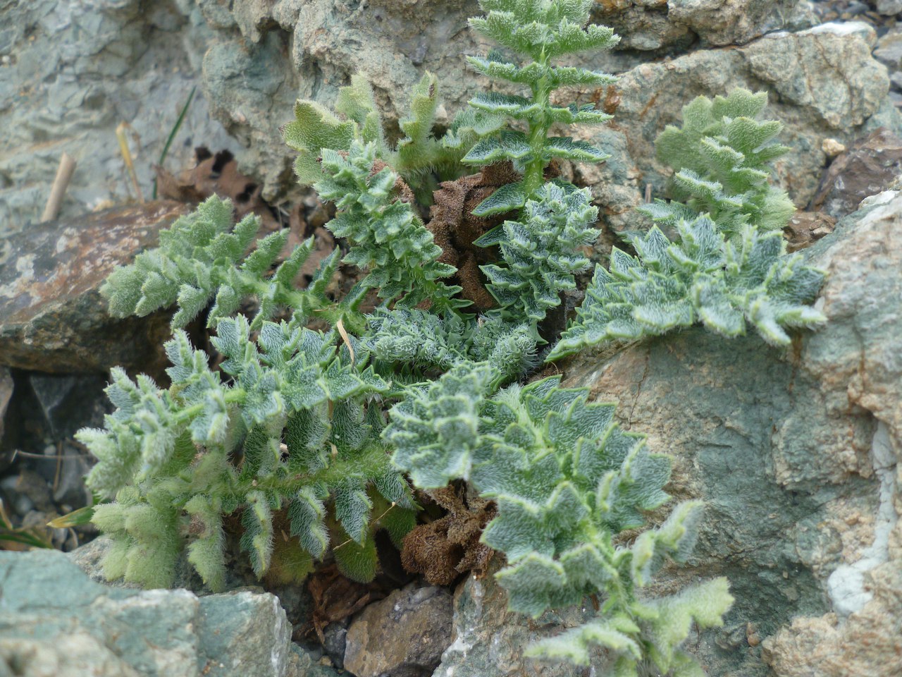 Image of Glaucium flavum specimen.