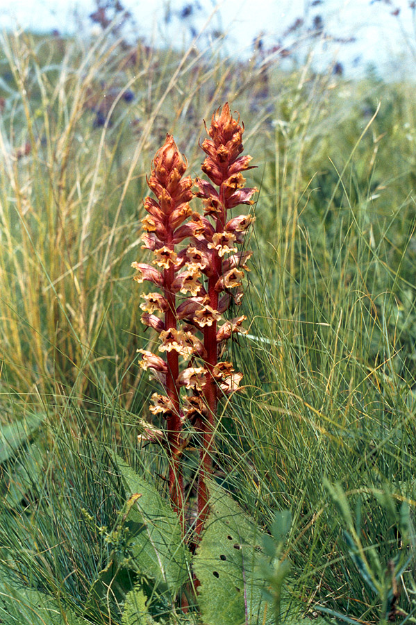 Image of Orobanche alba specimen.
