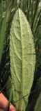 Cirsium dissectum. Нижняя сторона прикорневого листа. Нидерланды, провинция Drenthe, Langelo, заказник Broekland, заболоченный луг на выходах грунтовых вод. 6 июня 2010 г.