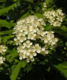 Crataegus maximowiczii. Соцветие. Владивосток, Ботанический сад-институт ДВО РАН. 24.05.2015.