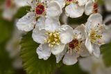 Crataegus