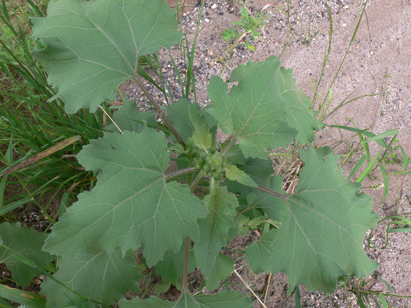 Image of Xanthium strumarium specimen.