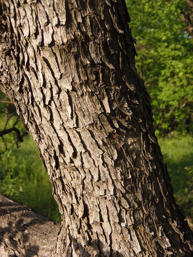 Изображение особи Cotinus coggygria.