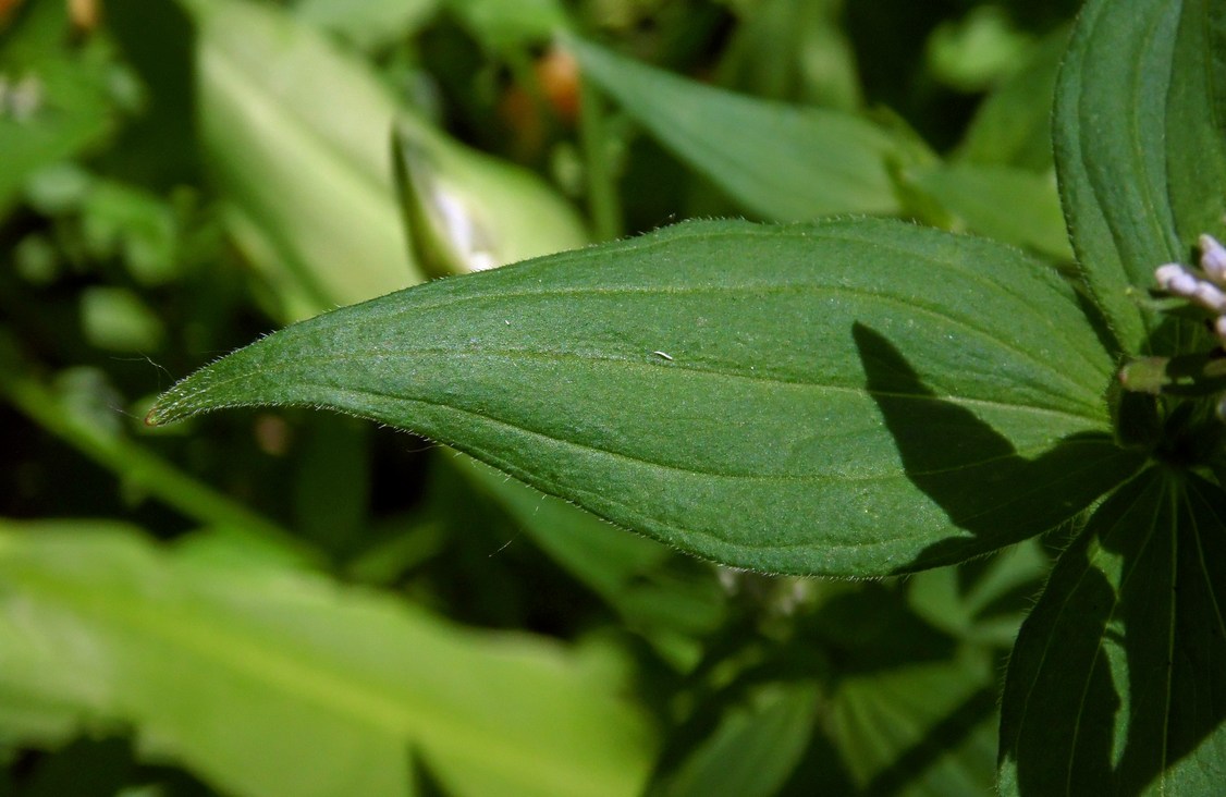 Image of Asperula caucasica specimen.