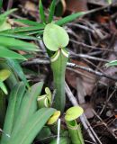 Nepenthes albomarginata