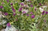 род Astragalus