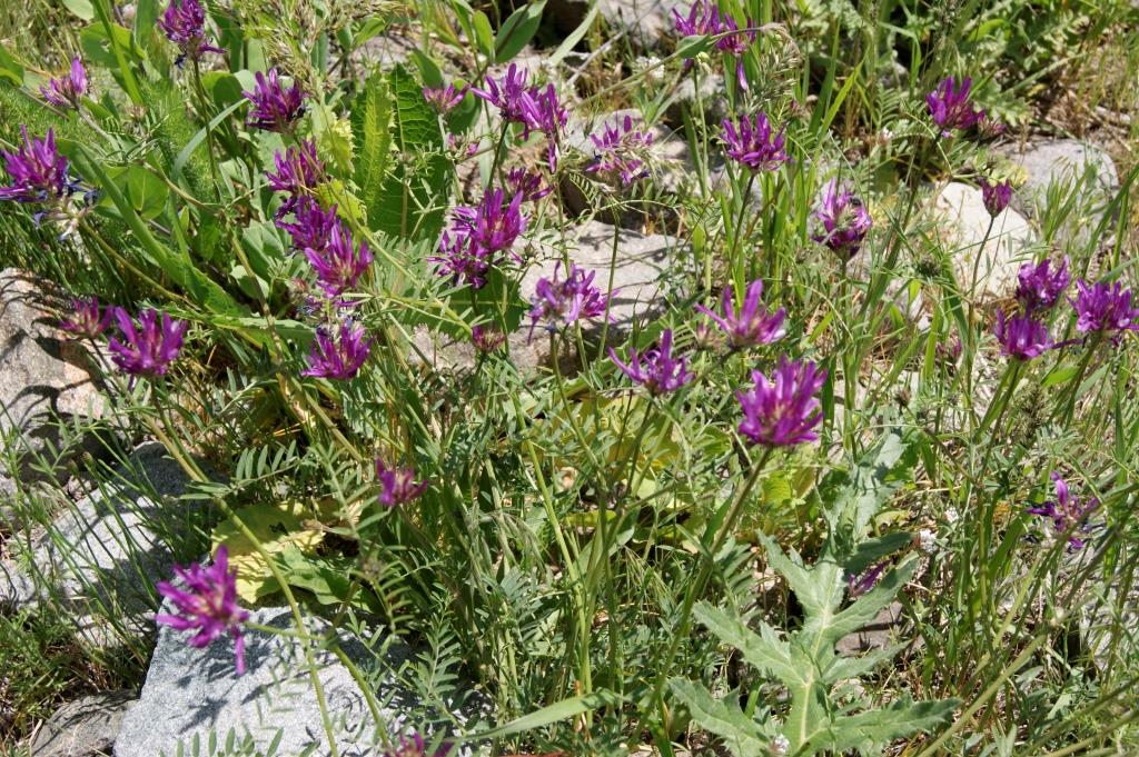 Изображение особи род Astragalus.