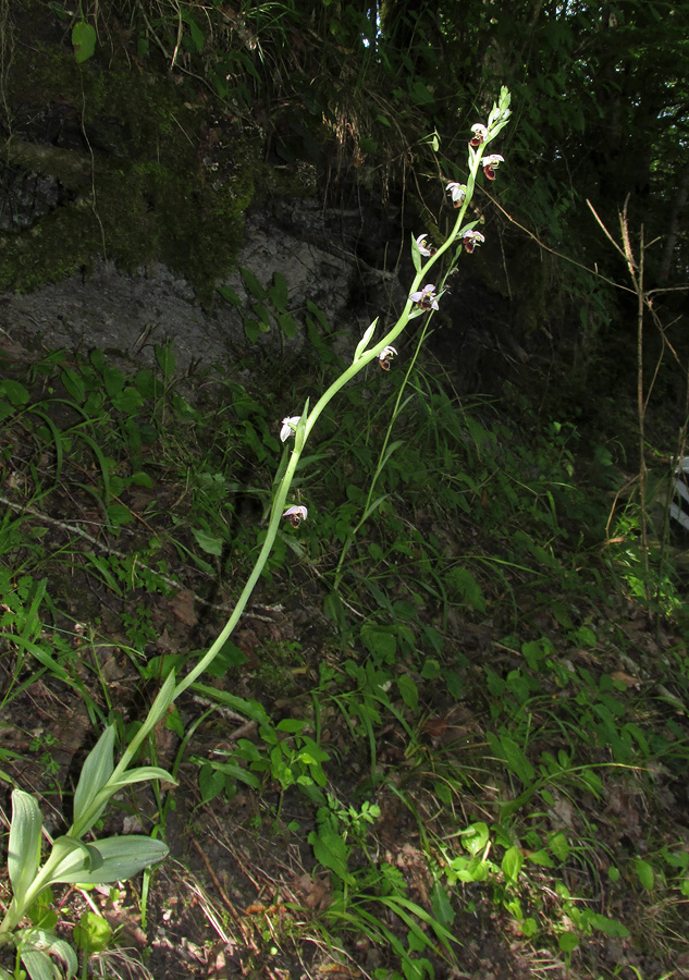 Изображение особи Ophrys oestrifera.