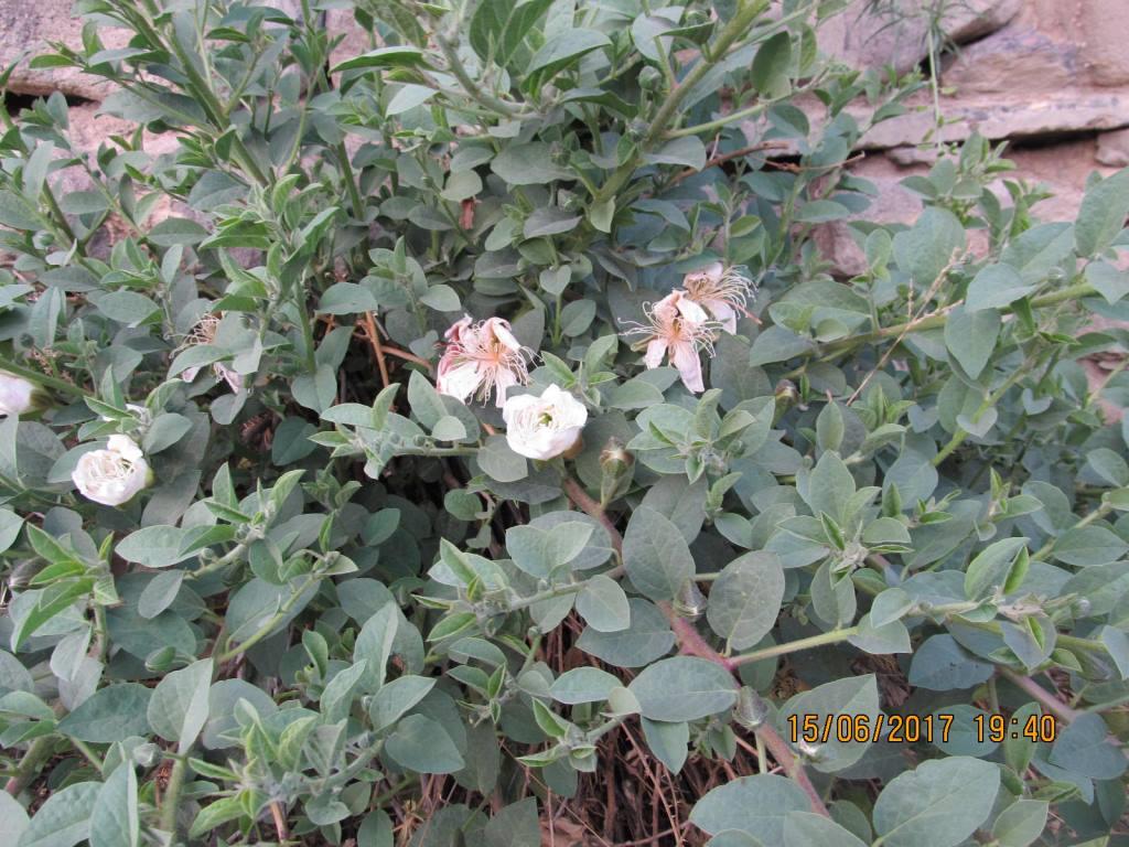 Изображение особи Capparis herbacea.