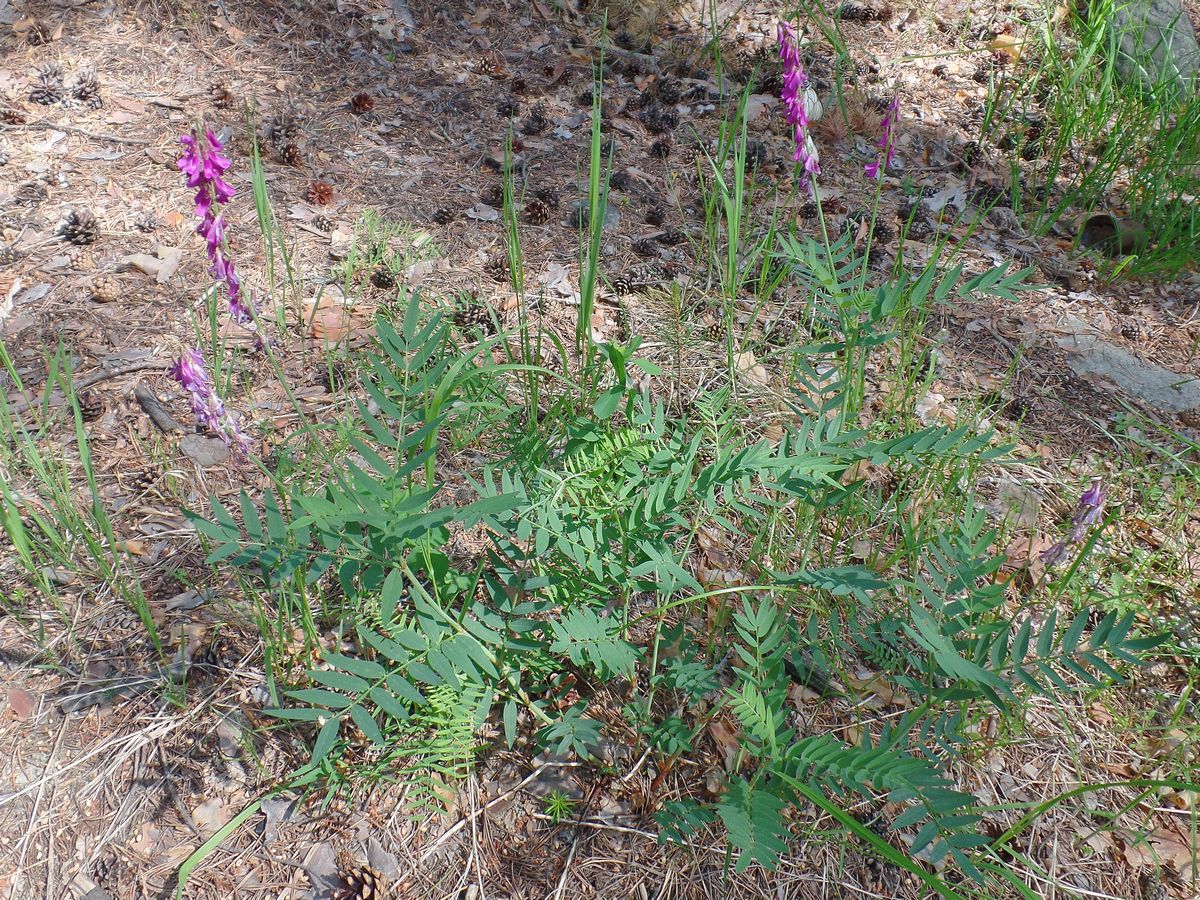 Изображение особи Hedysarum alpinum.