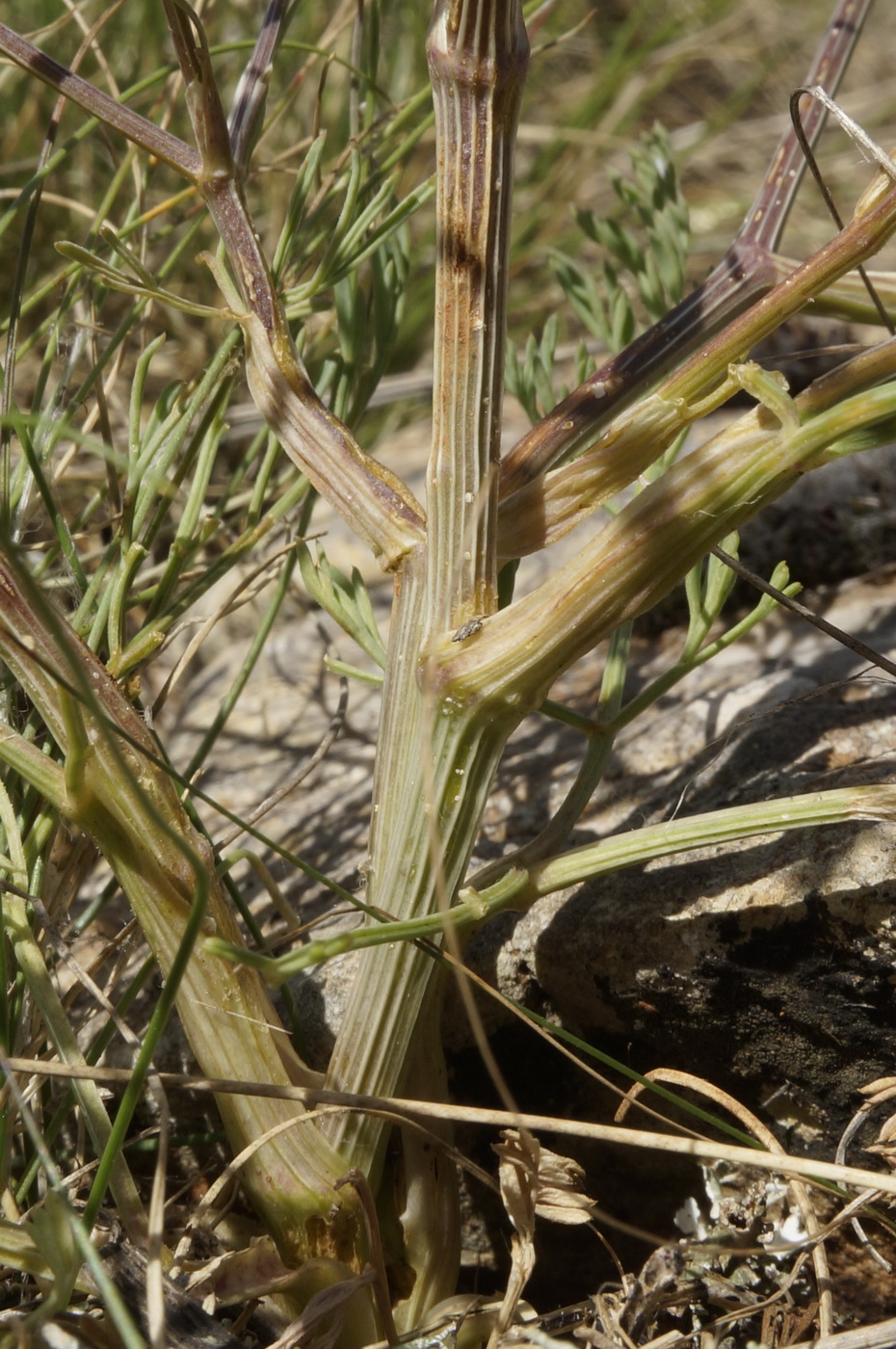 Image of Trinia biebersteinii specimen.