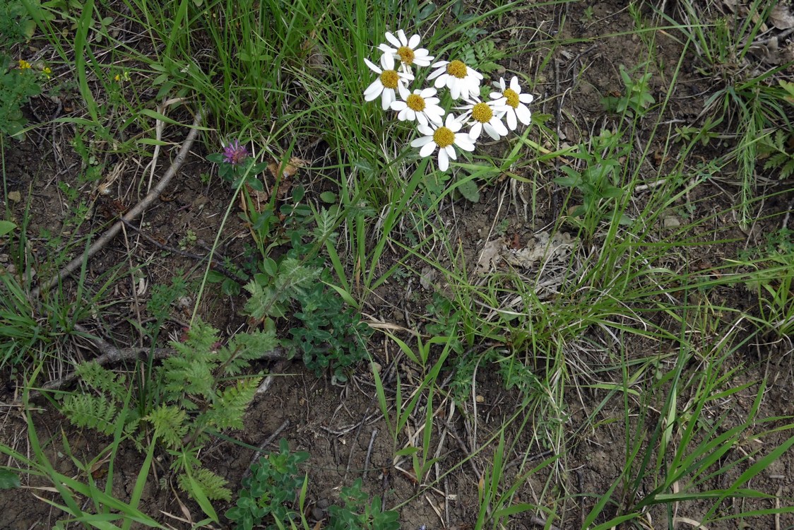 Изображение особи Pyrethrum corymbosum.