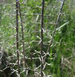 Lepidium campestre. Сухие побеги с остатками прошлогодних плодов. Краснодарский край, Кущёвский р-н, станица Шкуринская, остепнённый склон. 20.04.2010.