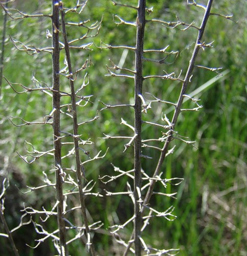 Изображение особи Lepidium campestre.