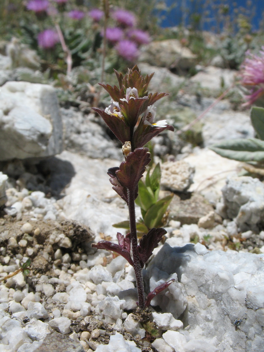 Image of Euphrasia drosophylla specimen.