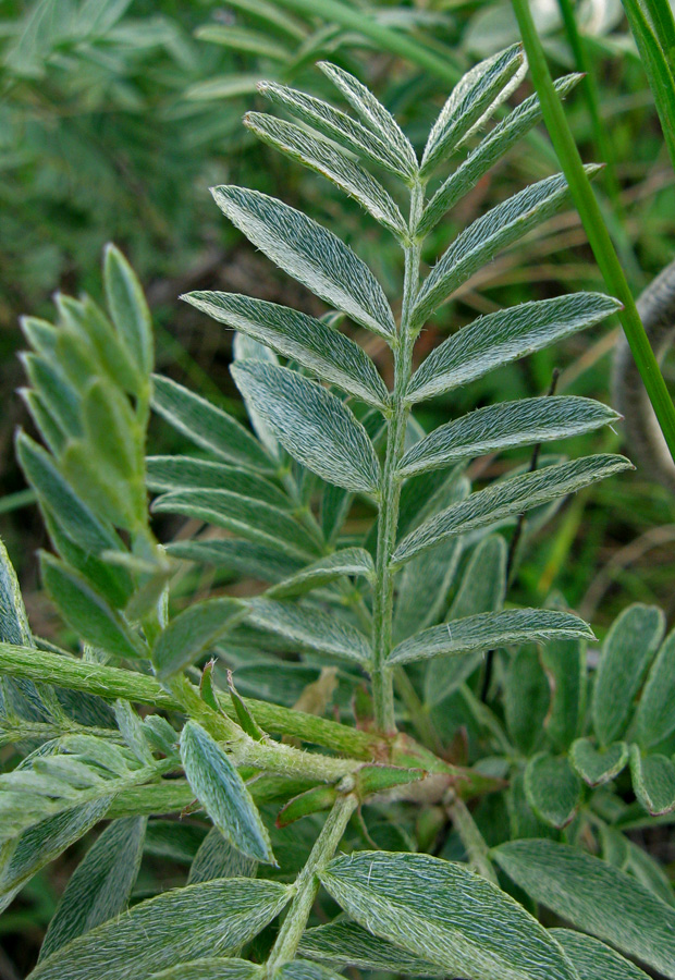 Изображение особи Astragalus glaucus.