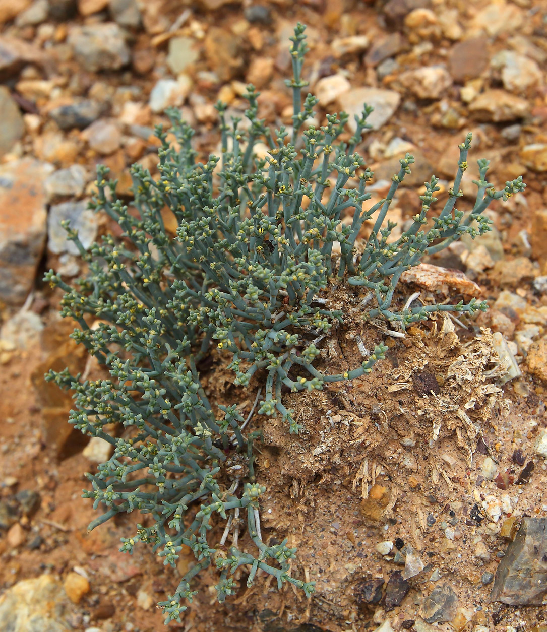 Изображение особи Anabasis brevifolia.