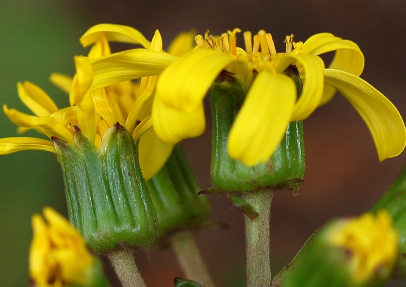 Изображение особи Farfugium japonicum.