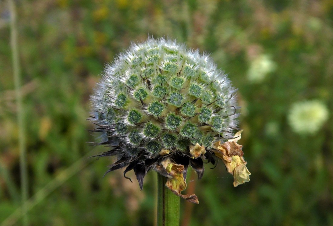 Image of Cephalaria gigantea specimen.