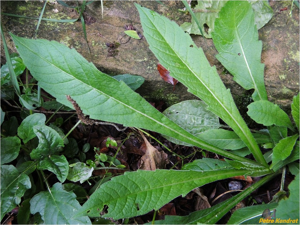 Image of Knautia arvensis specimen.