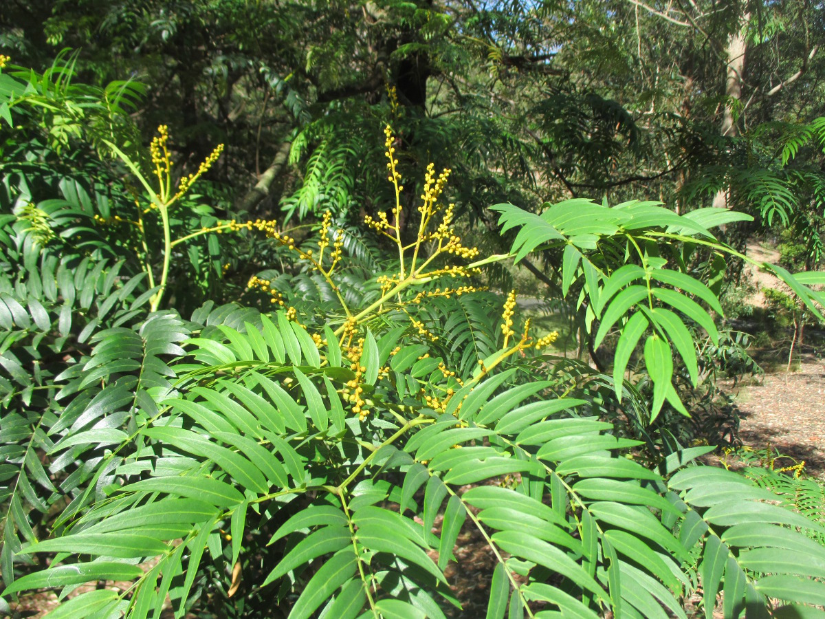 Image of Acacia elata specimen.