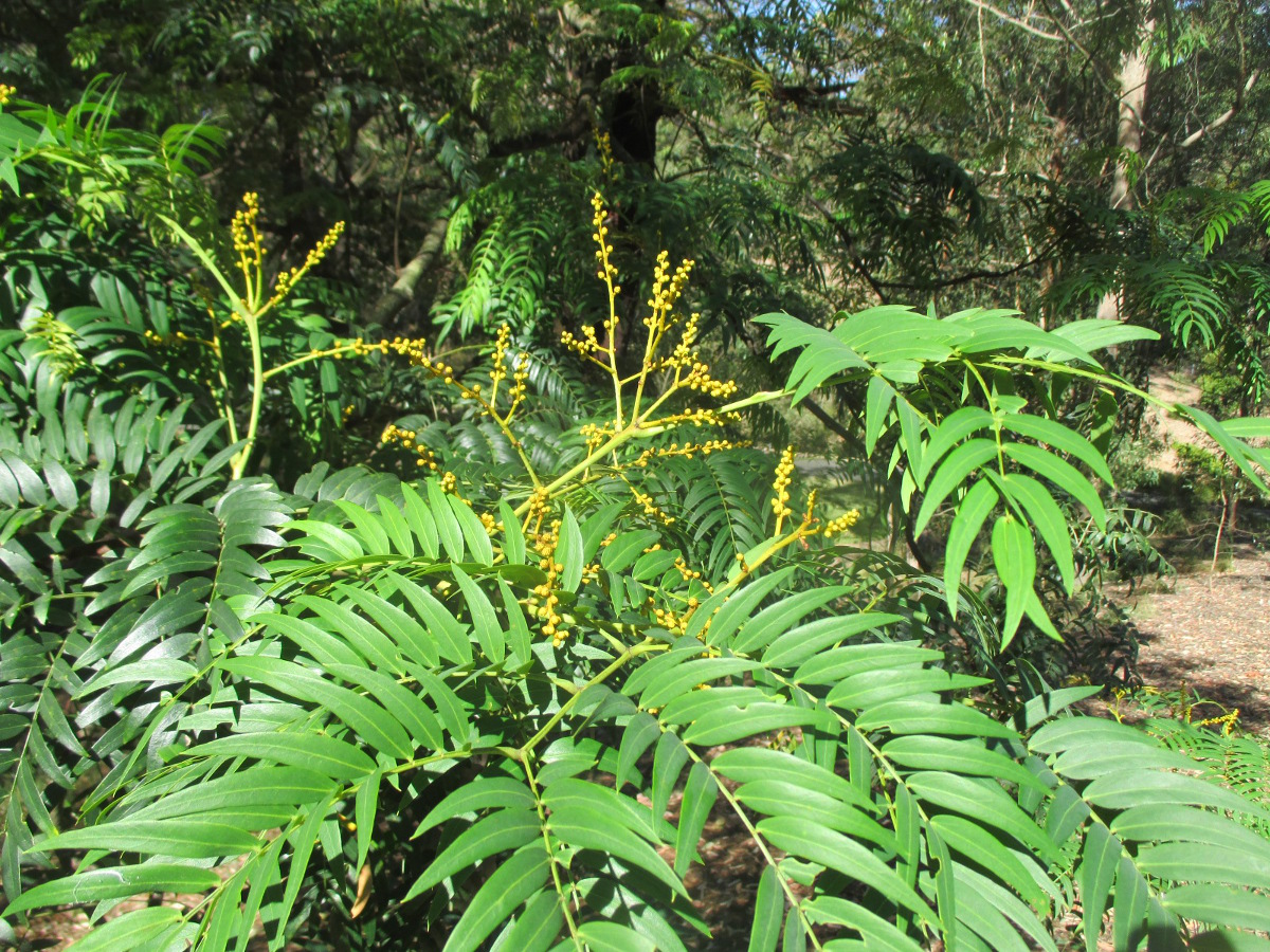 Изображение особи Acacia elata.