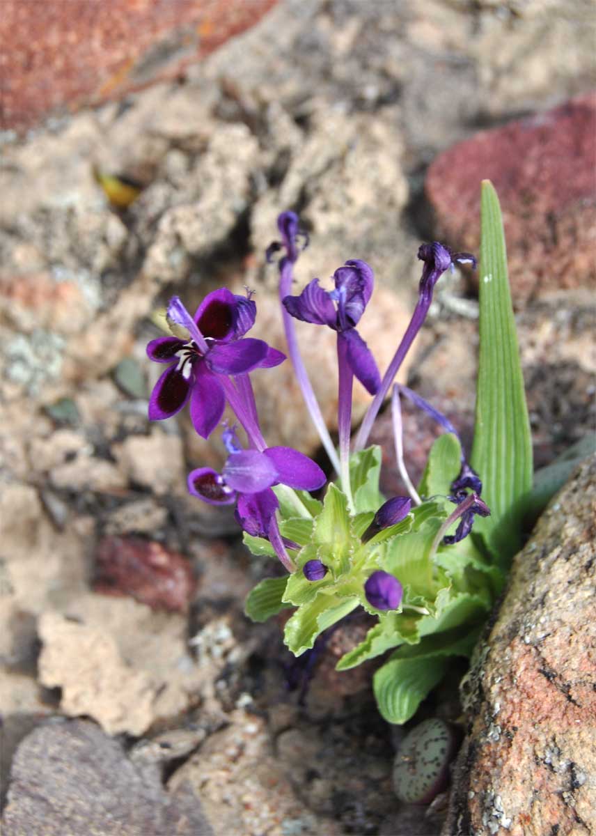 Image of Lapeirousia jacquinii specimen.