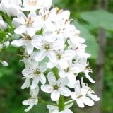 Lysimachia clethroides