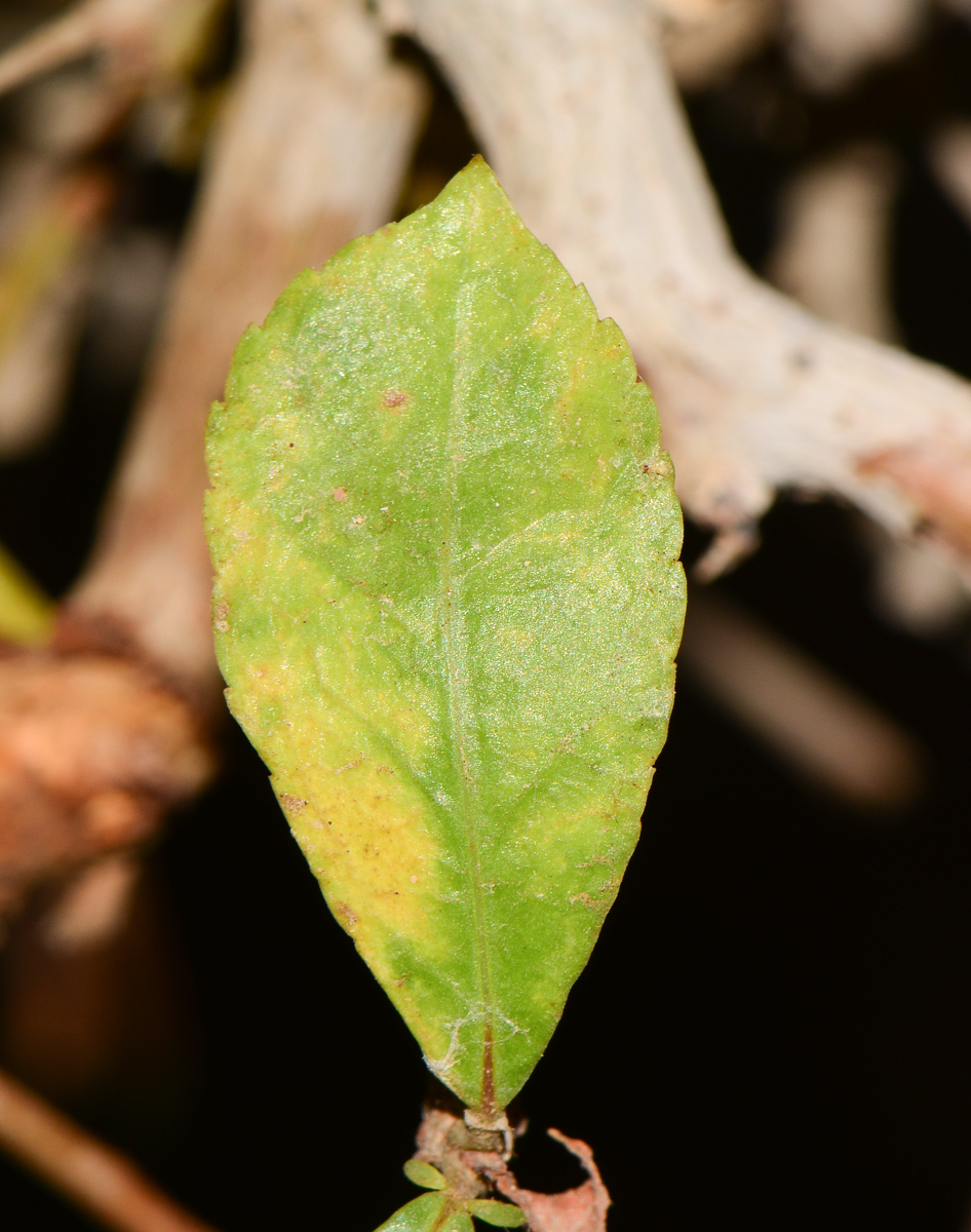 Image of Commiphora habessinica specimen.