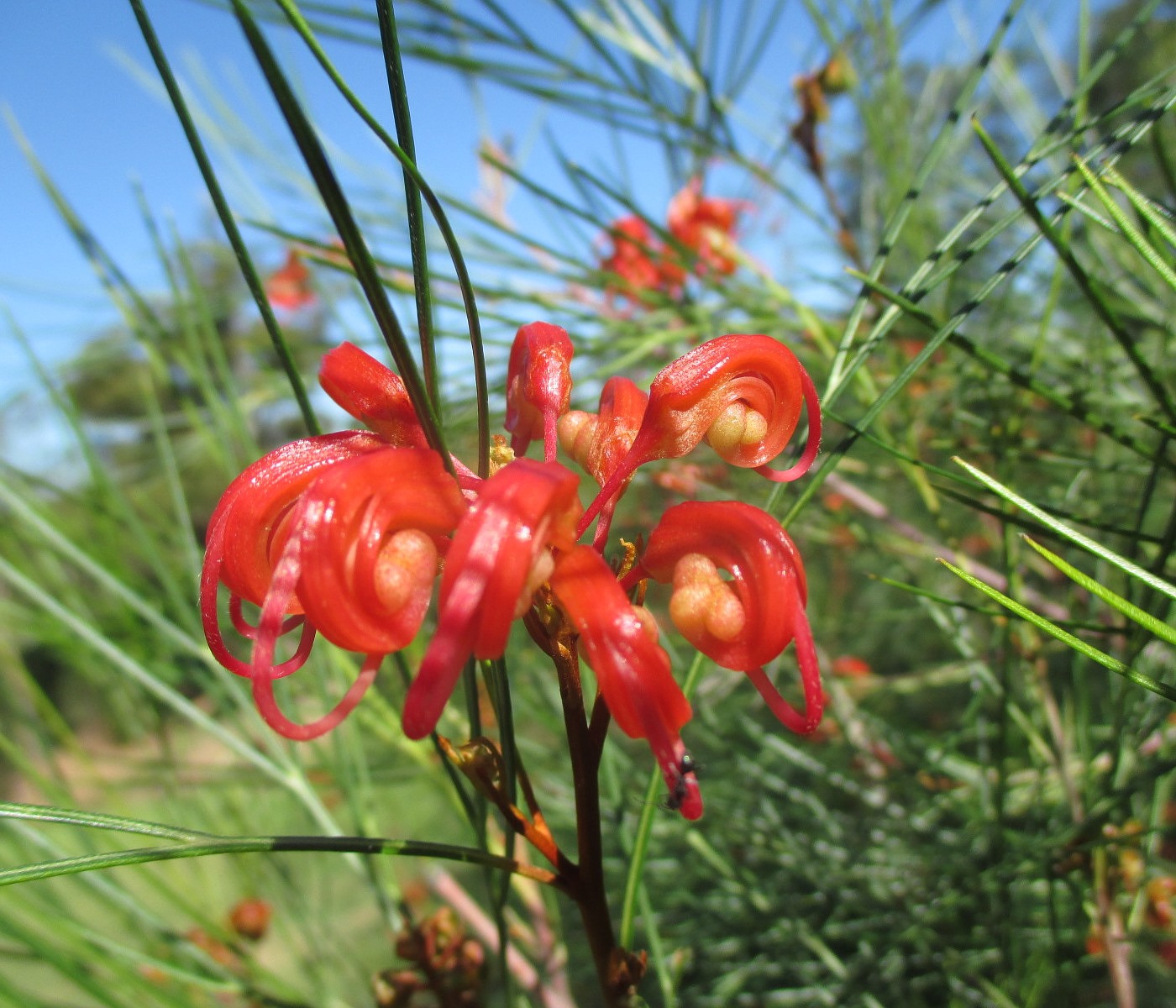 Изображение особи Grevillea johnsonii.