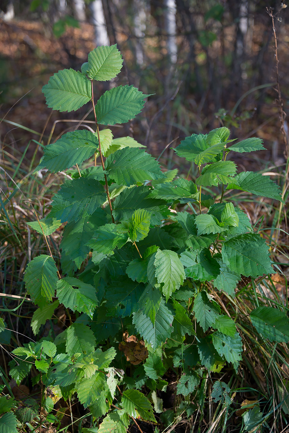 Изображение особи Ulmus laevis.